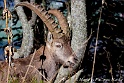 Bouquetin 5986_wm